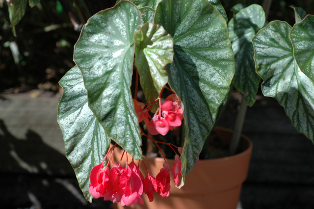 B. ‘Aussie Queen’